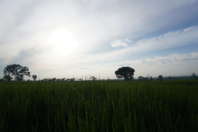 shio-kambing-angka-keberuntungan-panduan-lengkap-untuk-262